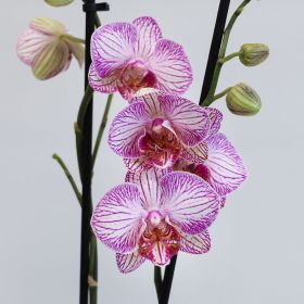 Phalaenopsis 2 Spike Orchid - Mixed Colours 12cm